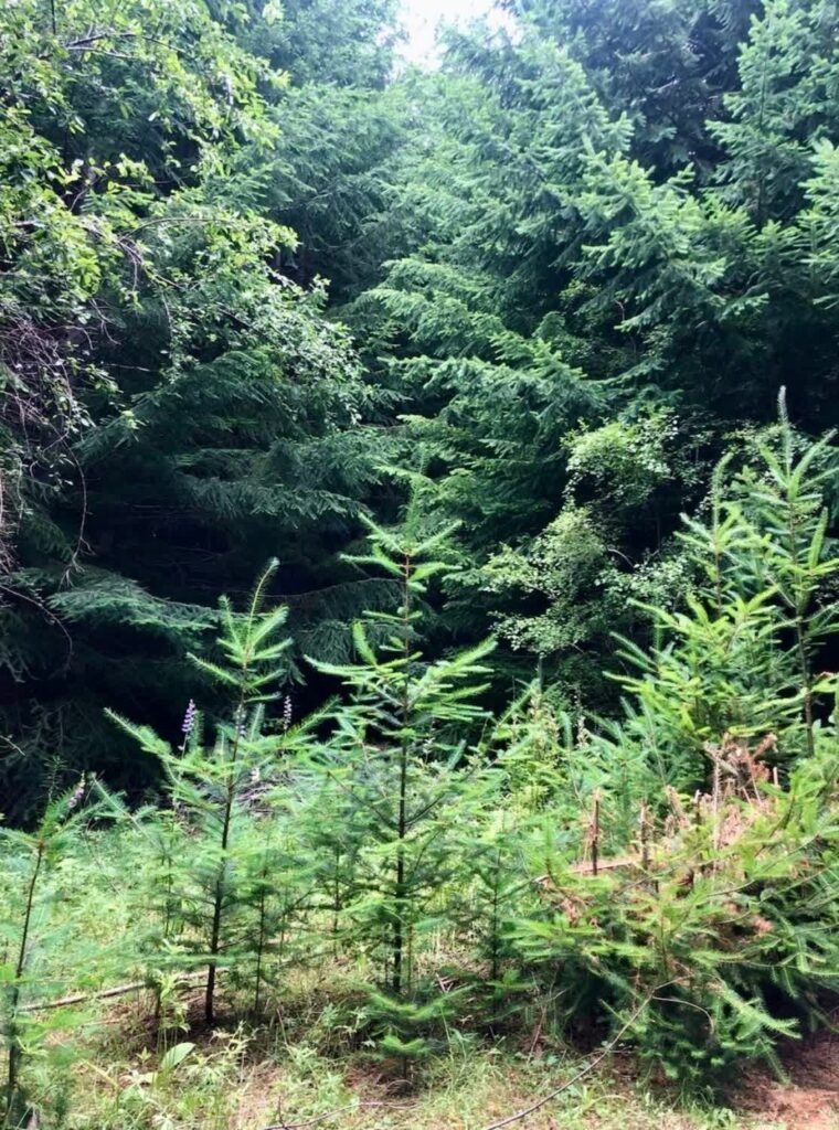 ¿Como el turismo integra bienestar 2